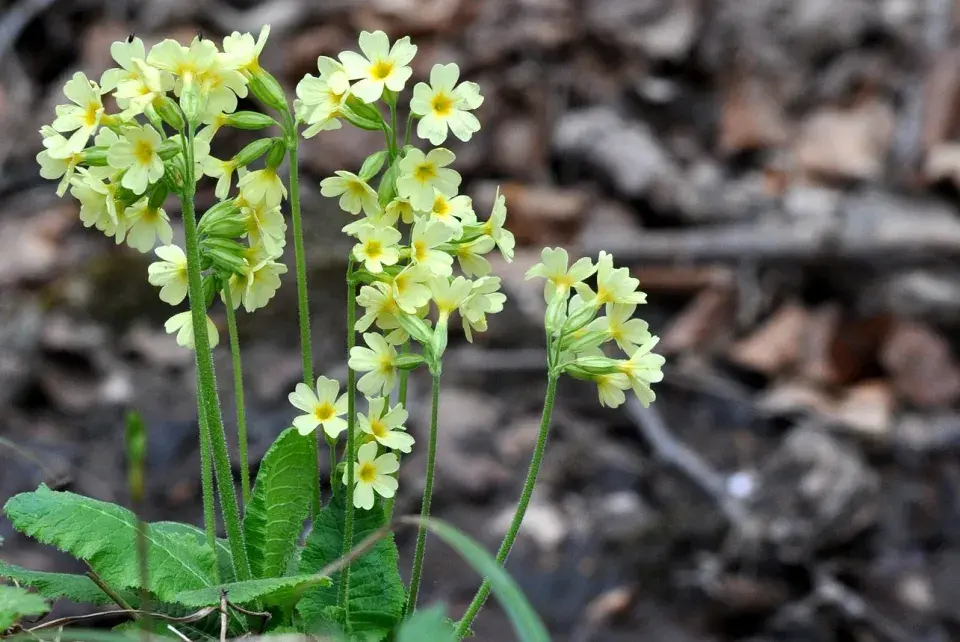 Prvosenka vyšší (Primula elatior)
