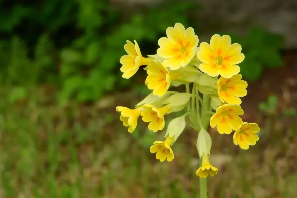 Prvosenka jarní (Primula veris)