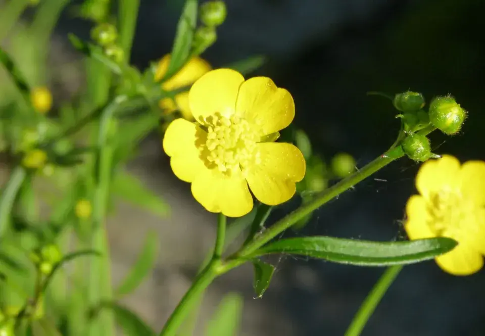 Pryskyřník prudký (Ranunculus acer L.)
