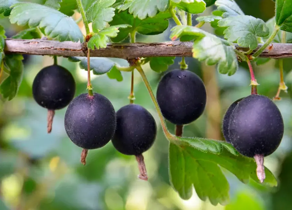 Josta (Ribes nidigrolaria)