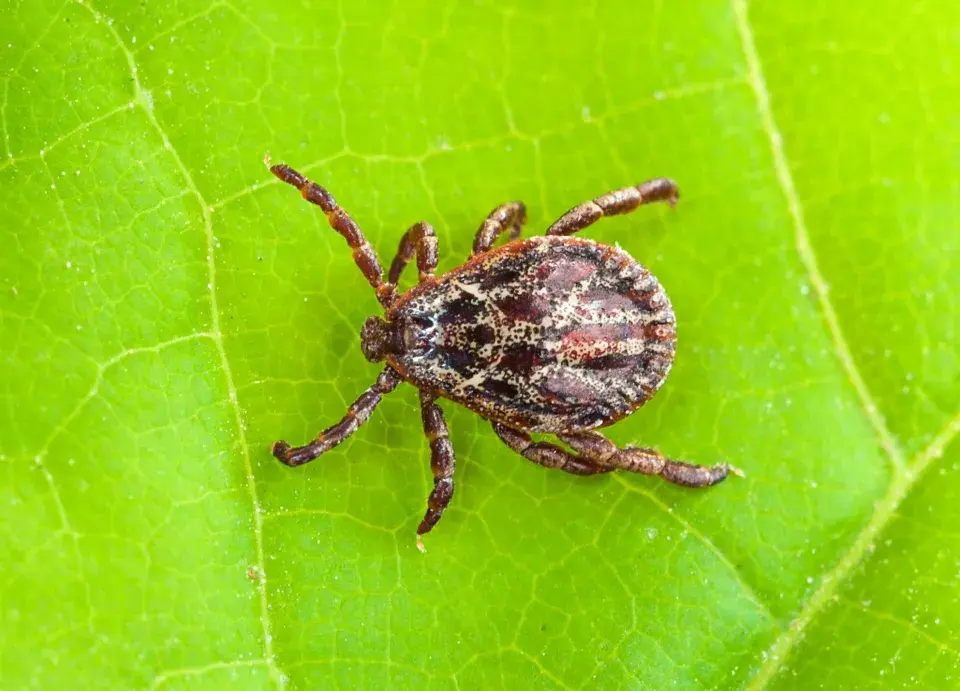 Piják lužní je velký až 5 mm