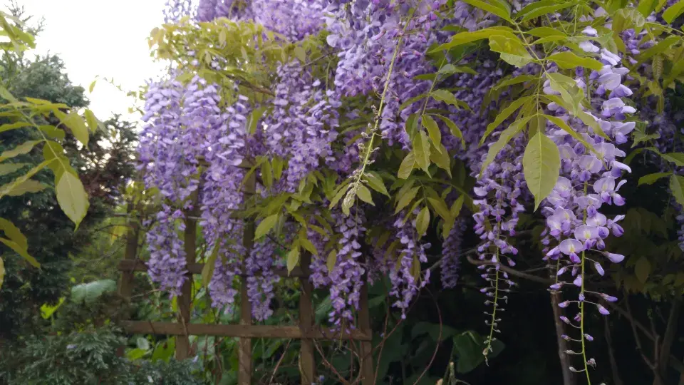 vistárie má hroznovitá květenství