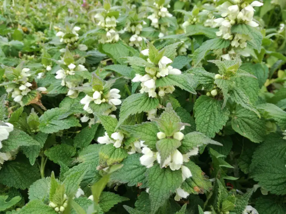 Hluchavce bílé se daří v půdách bohatých na dusík, ale najdete ji téměř všude