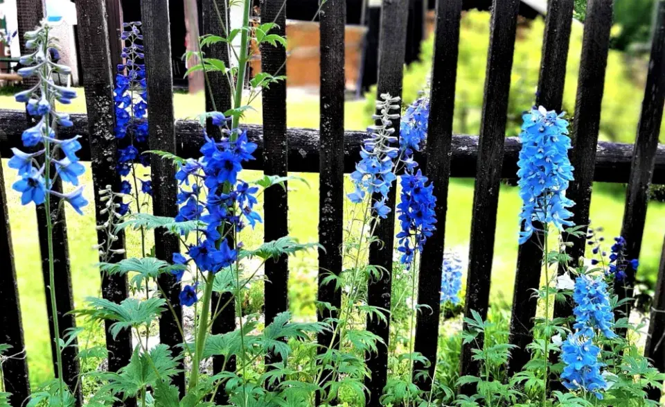 Vysoké a křehké ostrožky pěstujte raději u plotu