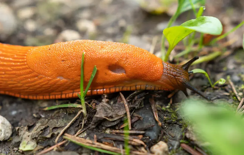 Plzák španělský má nápadně rezavou barvu