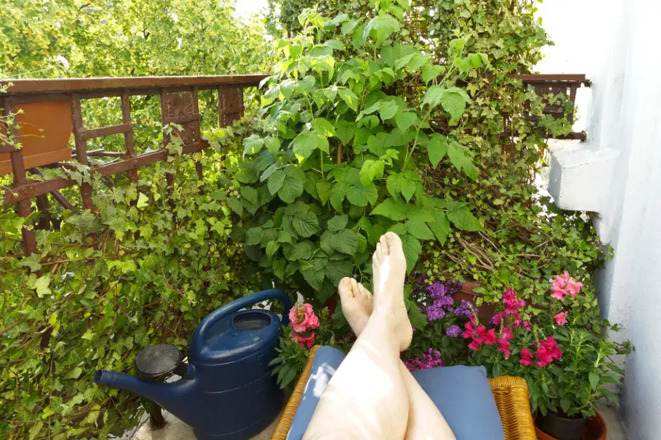 Maliny na balkoně vypěstujete snadno, ke zdárnému růstu potřebují prostorný květináč