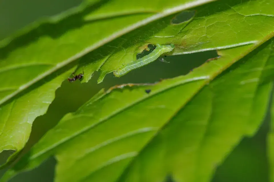 Píďalka v listech okusuje otvory