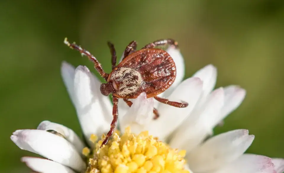 Piják lužní (Dermacentor reticulatus)