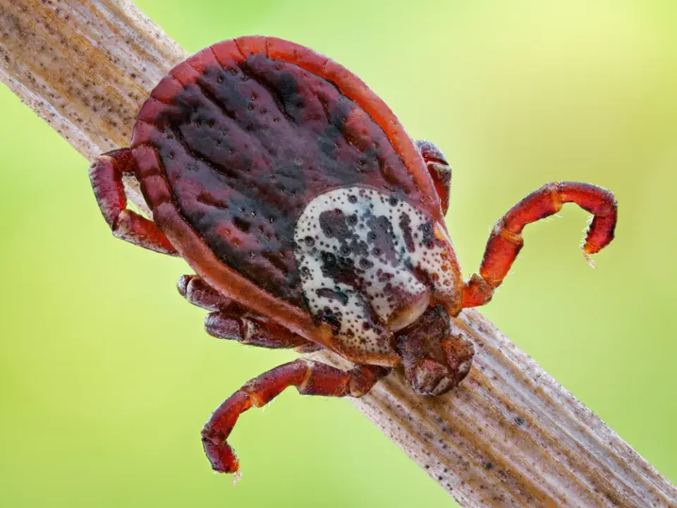 Piják lužní s výrazně barevným štítem