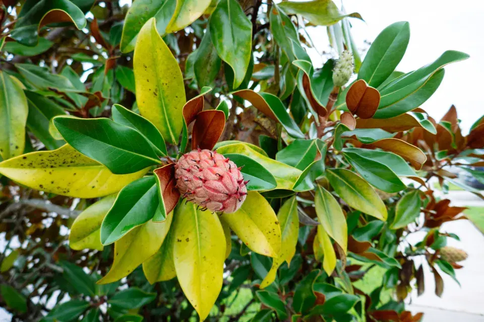 Magnolie velkokvětá