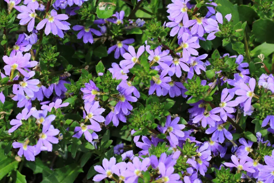 Vějířovka (Scaevola)