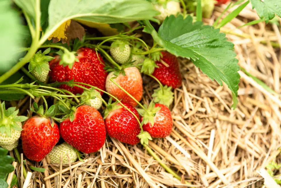 Často využívaná sláma se klade kolem jahod jen ve slabé vrstvě