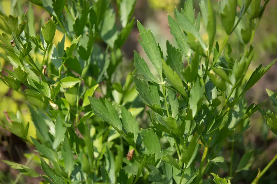 Báječný libeček využijete jako polévkové koření