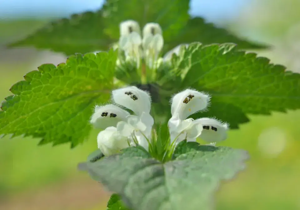 Bílé květy hluchavky obsahují sladký nektar