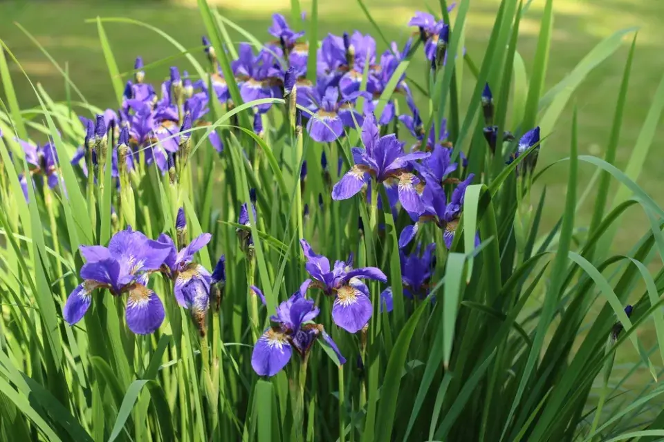 Kosatec sibiřský (Iris sibirica)