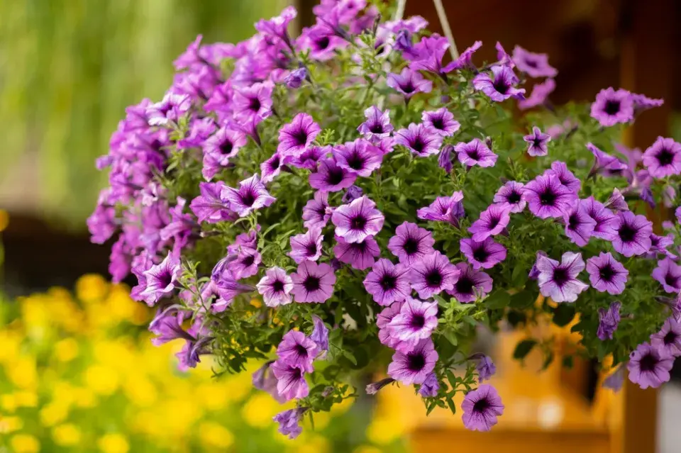 Petúnie (Petunia)