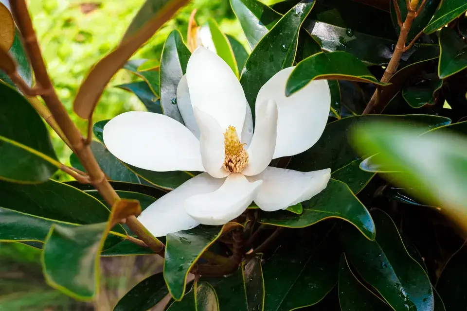 Magnolie velkokvětá