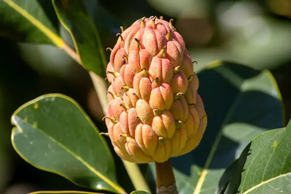 magnolie po odkvětu