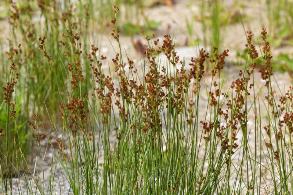 Sítina (Juncus)