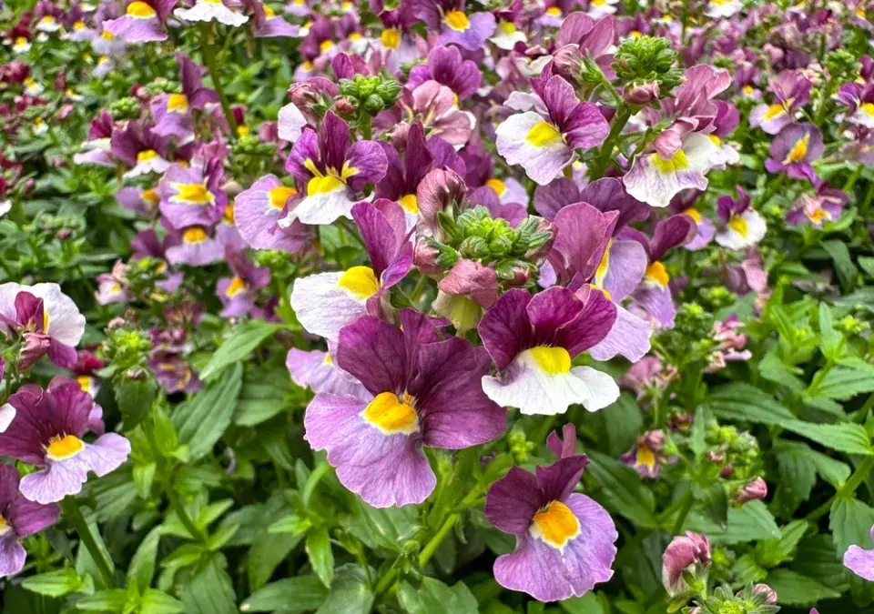 Hledíkovka (Nemesia)