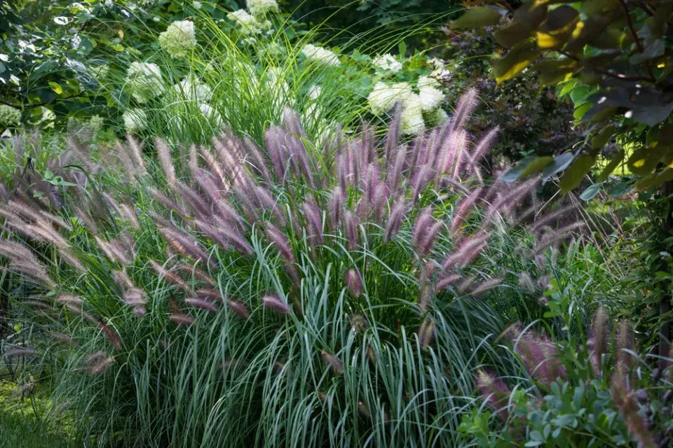 Dochan (Pennisetum) 