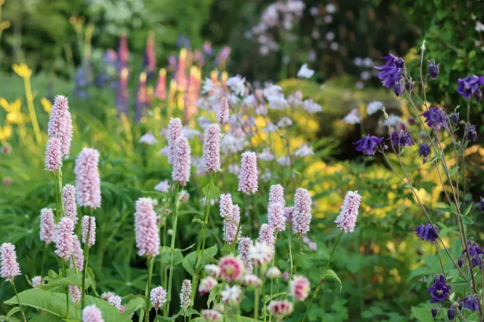 Rdesno hadí kořen je luční květina, ale sluší i zahradě