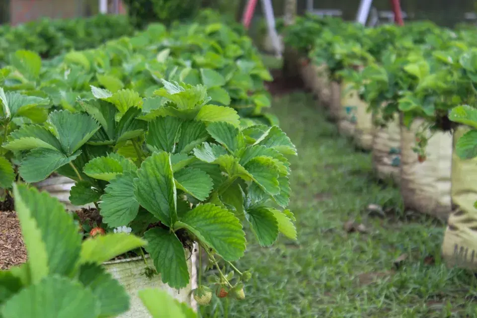 Velké plastové pytle poslouží jako vyvýšený záhon