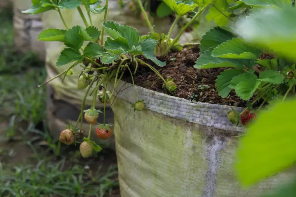 Plody jahod visí přes okraj pytle a sluneční paprsky se k nim snadno dostanou