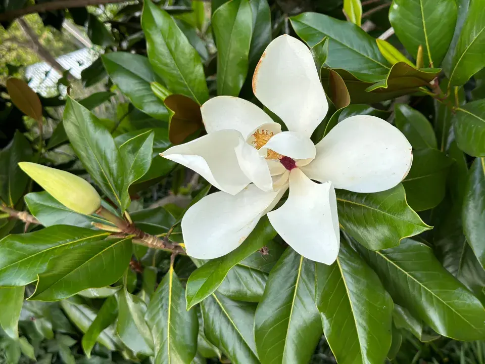 Magnolie velkokvětá