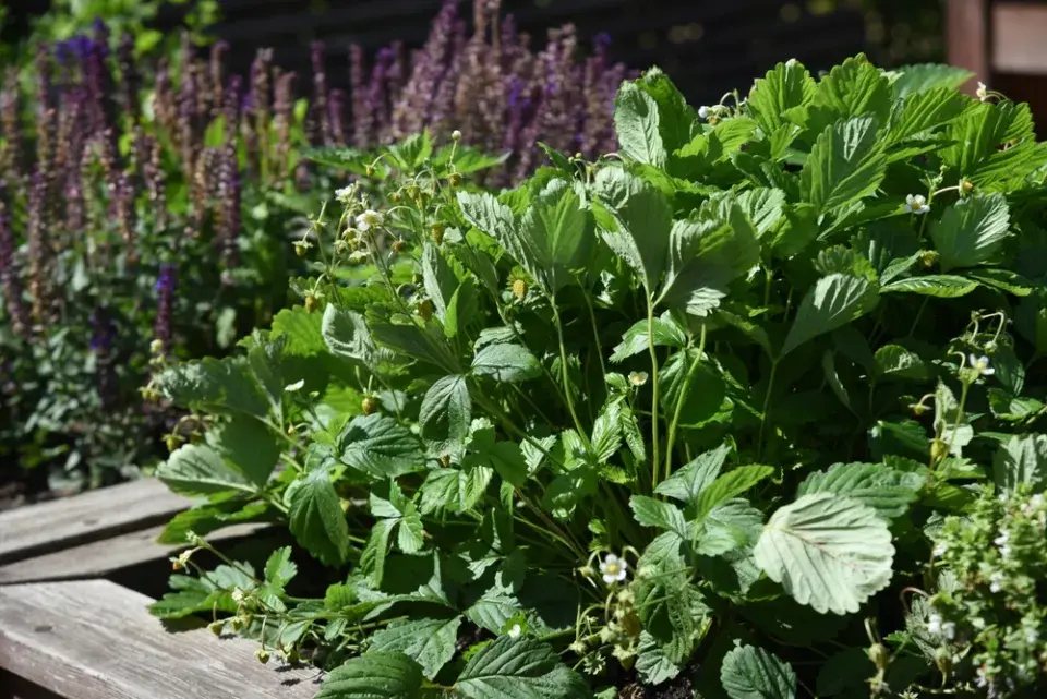 Také okraje vyvýšených záhonů jsou pro pěstování jahod vhodné