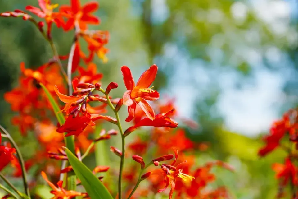 Montbrecie (Crocosmia) můžete vysadit i do oblíbených prérijních záhonů