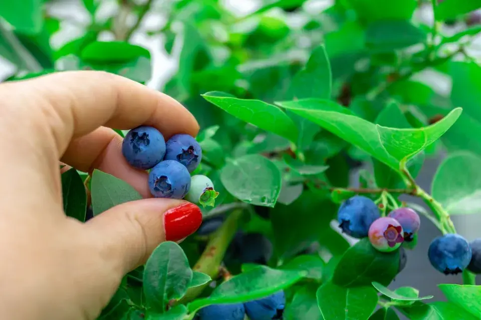Na balkonech se pěstují zahradní borůvky, na ty pravé lesní, budete muset do lesa