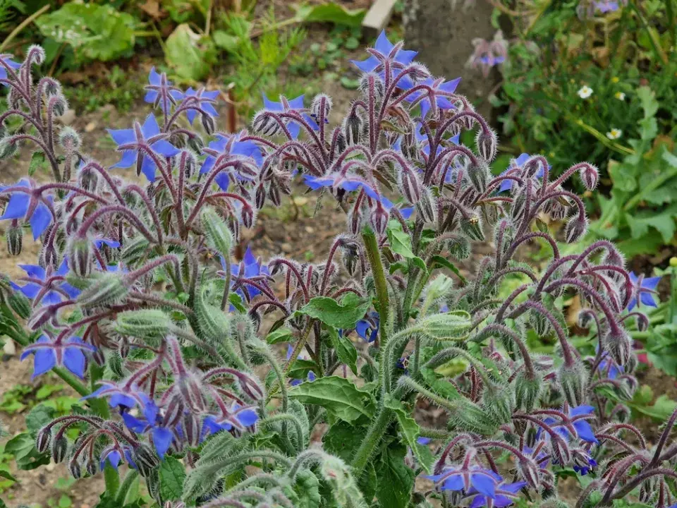 Velké množství květů brutnáku nakvétá po celé léto