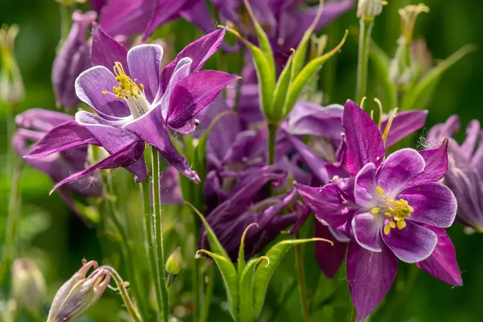 orlíček je nenáročná trvalka