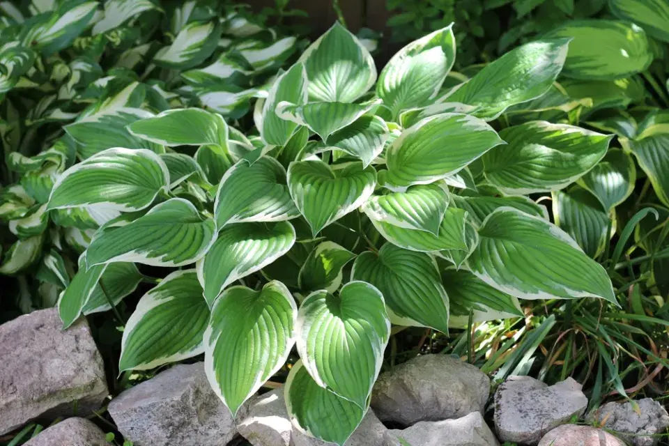 Bohyška neboli funkie (Hosta) 