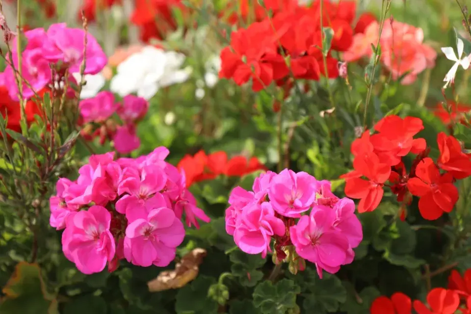 Pelargonie neboli muškát (Pelargonium)