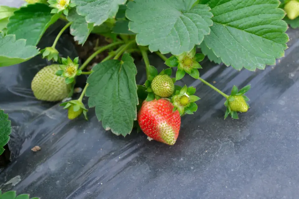 Pozor na černé plachty, pod kterými se půda příliš zhutňuje