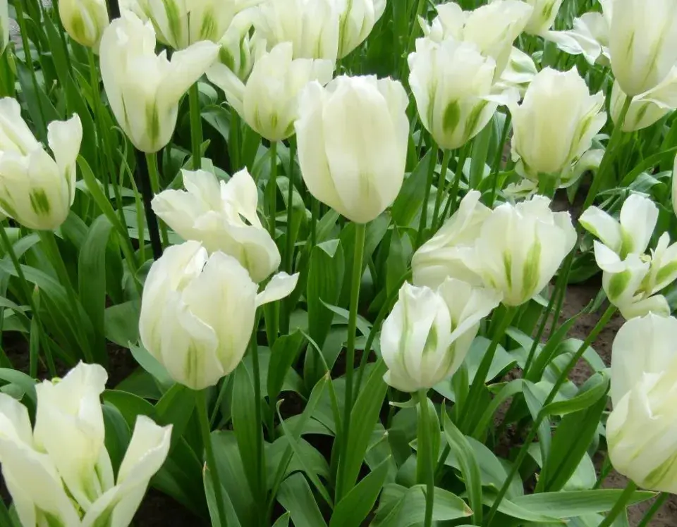 Tulipán Spring Green