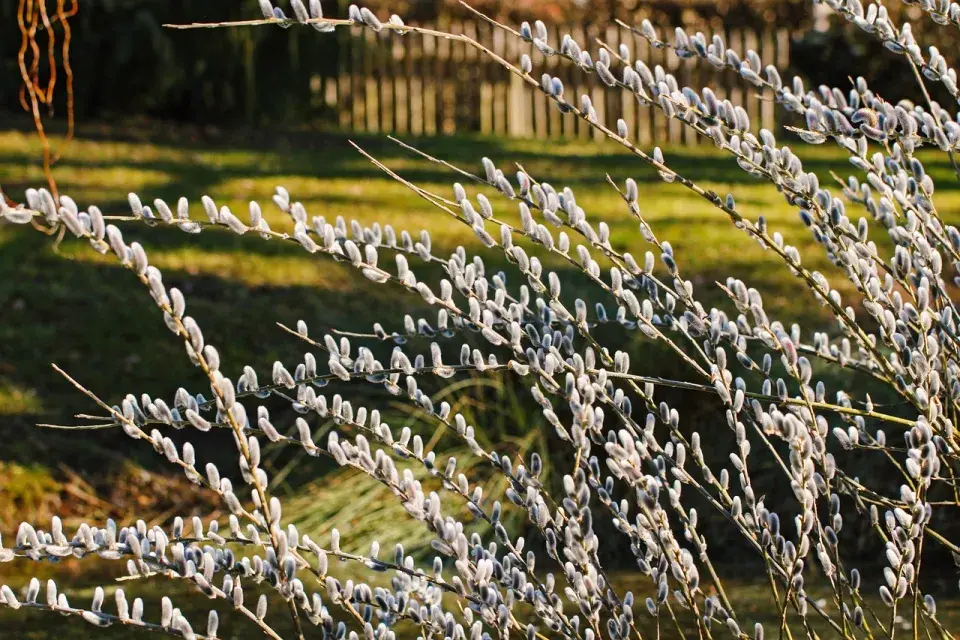 Kdo by neznal časně na jaře kvetoucí kočičky na vrbě
