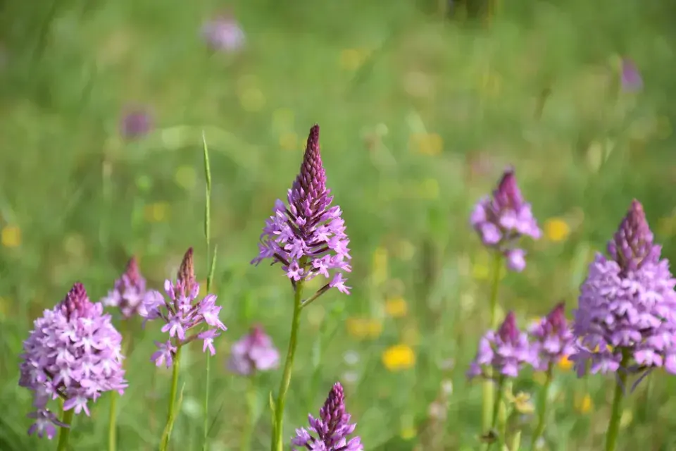 Rudohlávek jehlancovitý (Anacamptis pyramidalis)