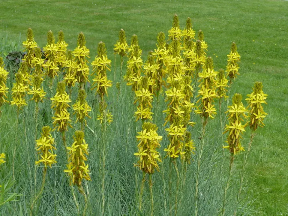 Asfodelka žlutá (Asphodeline lutea)