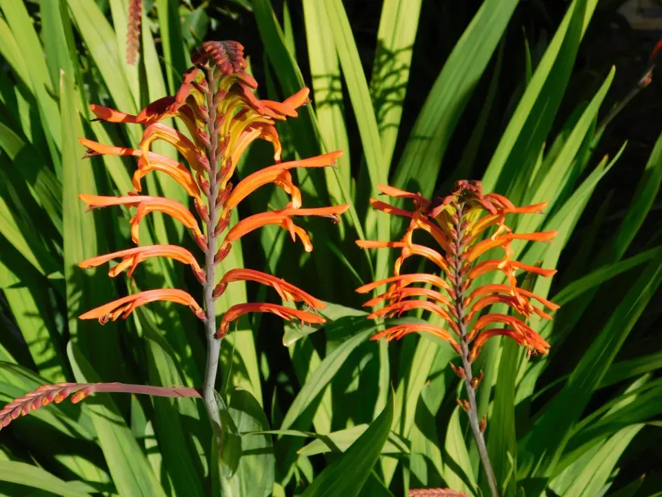 Chasmanthe (Chasmanthe Saturnus)