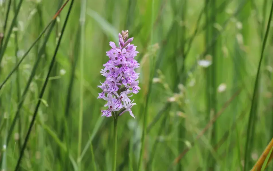 Prstnatec Fuchsův pravý (Dactylorhiza fuchsii)