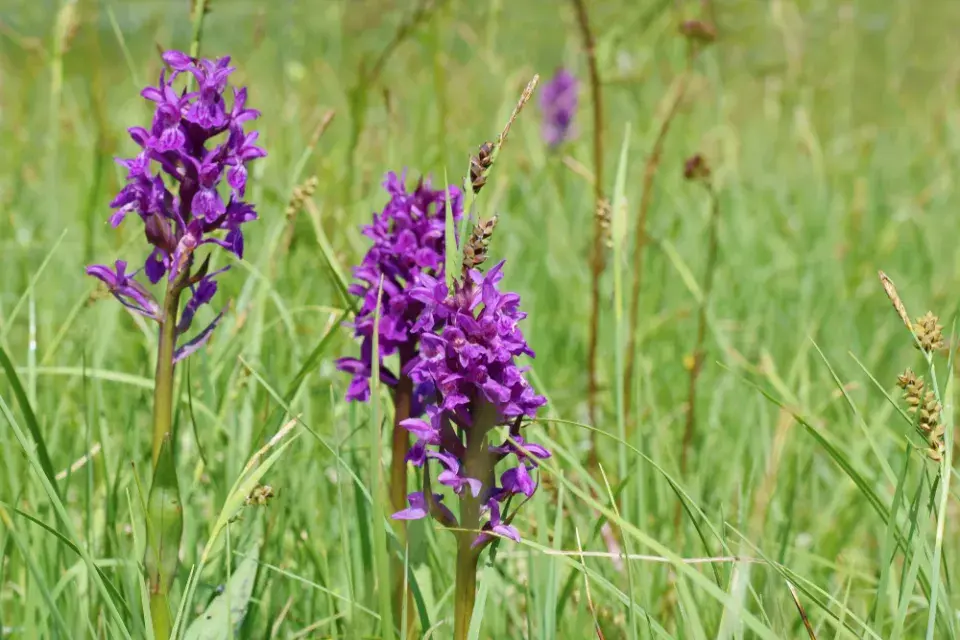Prstnatec májový (Dactylorhiza majalis)