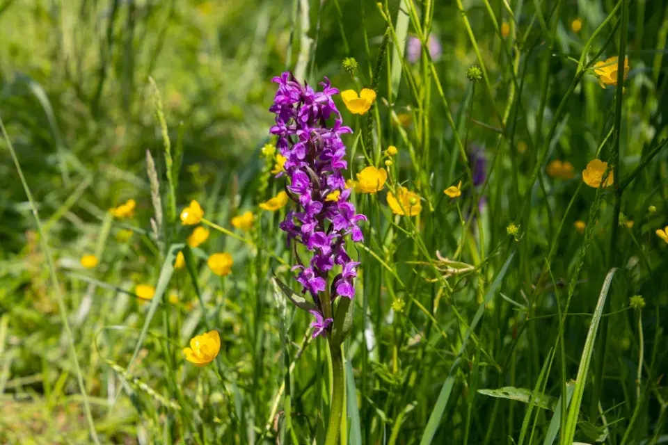 Prstnatec májový (Dactylorhiza majalis)