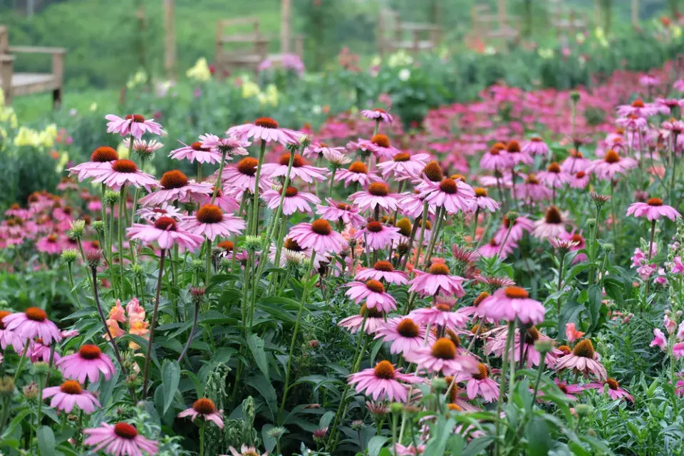 V prérijních záhonech pěstujte i léčivou echinaceu