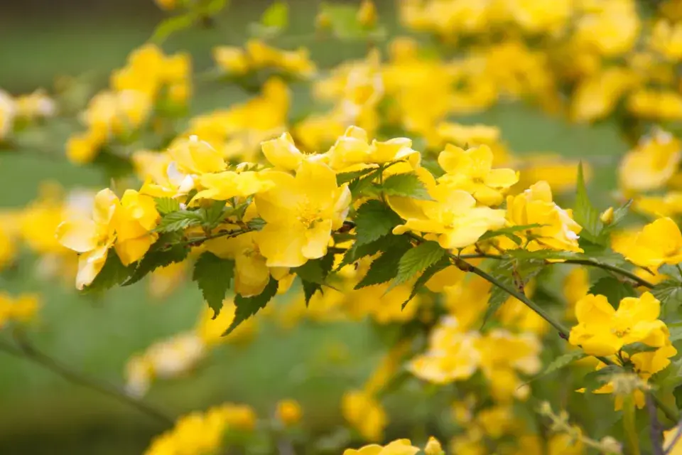 Kerria japonica 'Golden Guinea'
