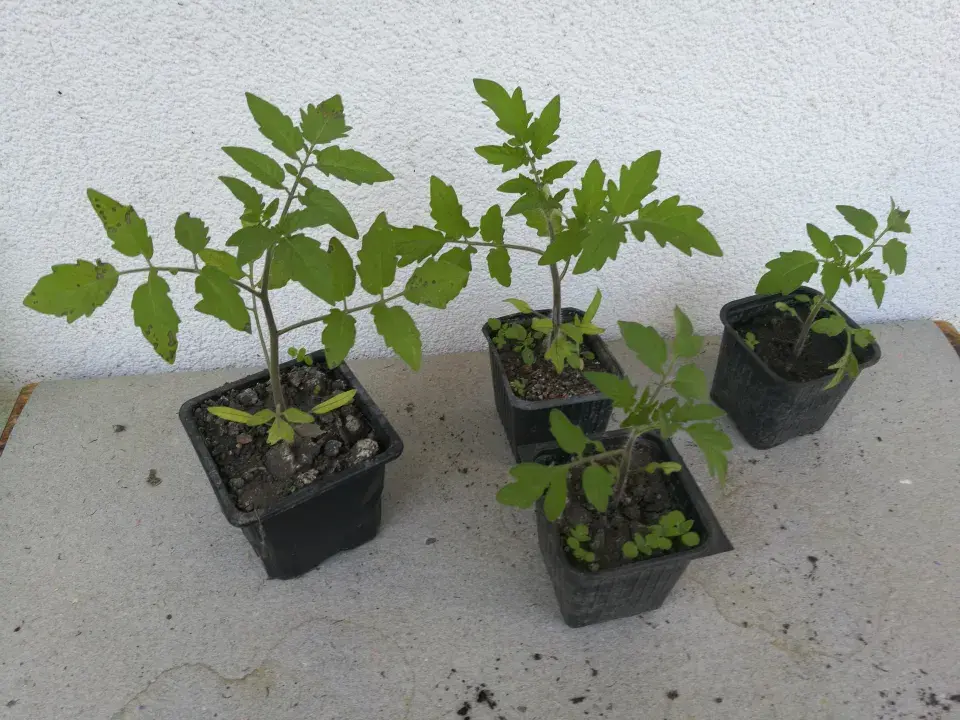 Mladé sazenice divokých rajčat