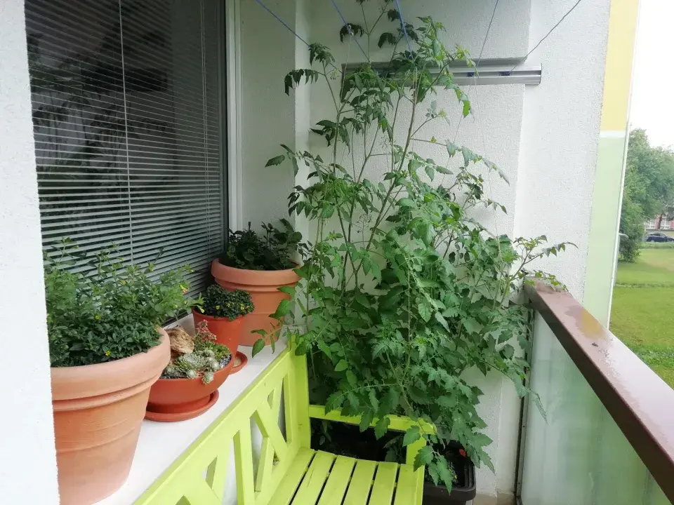 Divoká rajčata můžete s úspěchem pěstovat i na balkoně