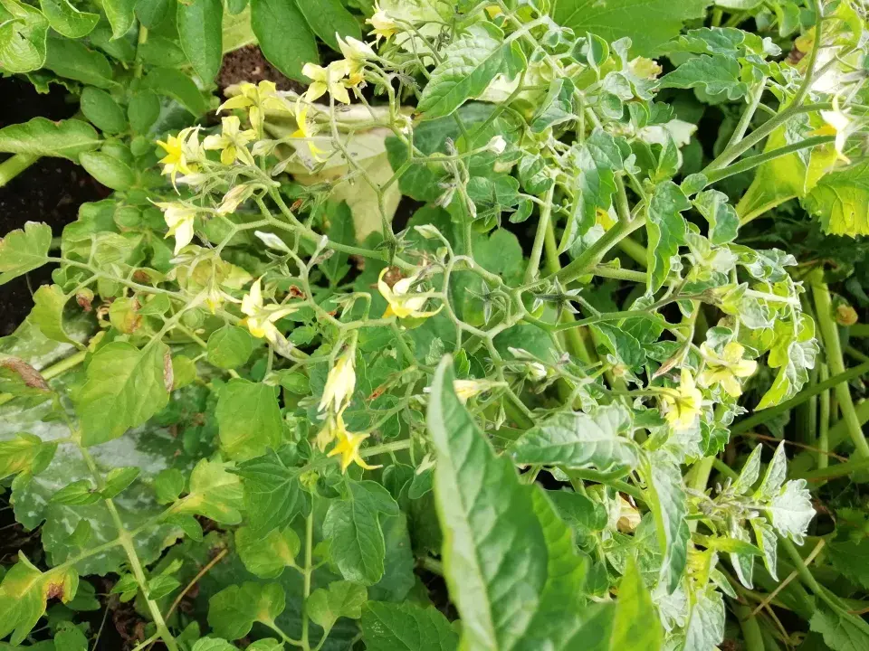 Velikou úrodu slibuje už množství nasazených květů
